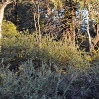 spurwing wattle